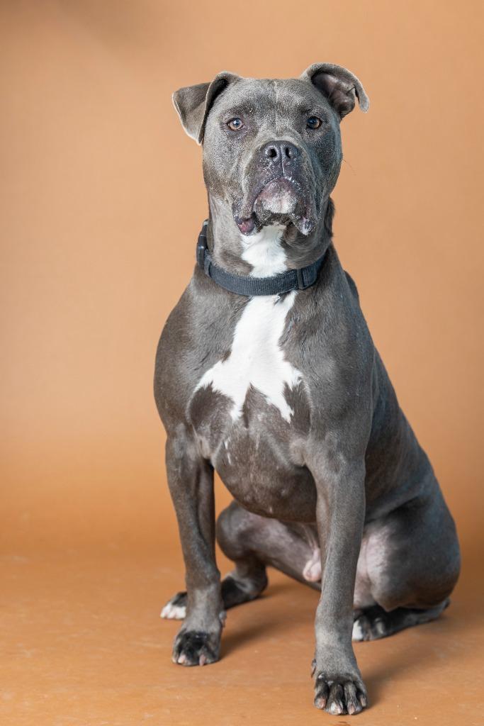 Enlarge Lotso, a Adoptable Mixed Breed in Dearborn, MI image 2/3