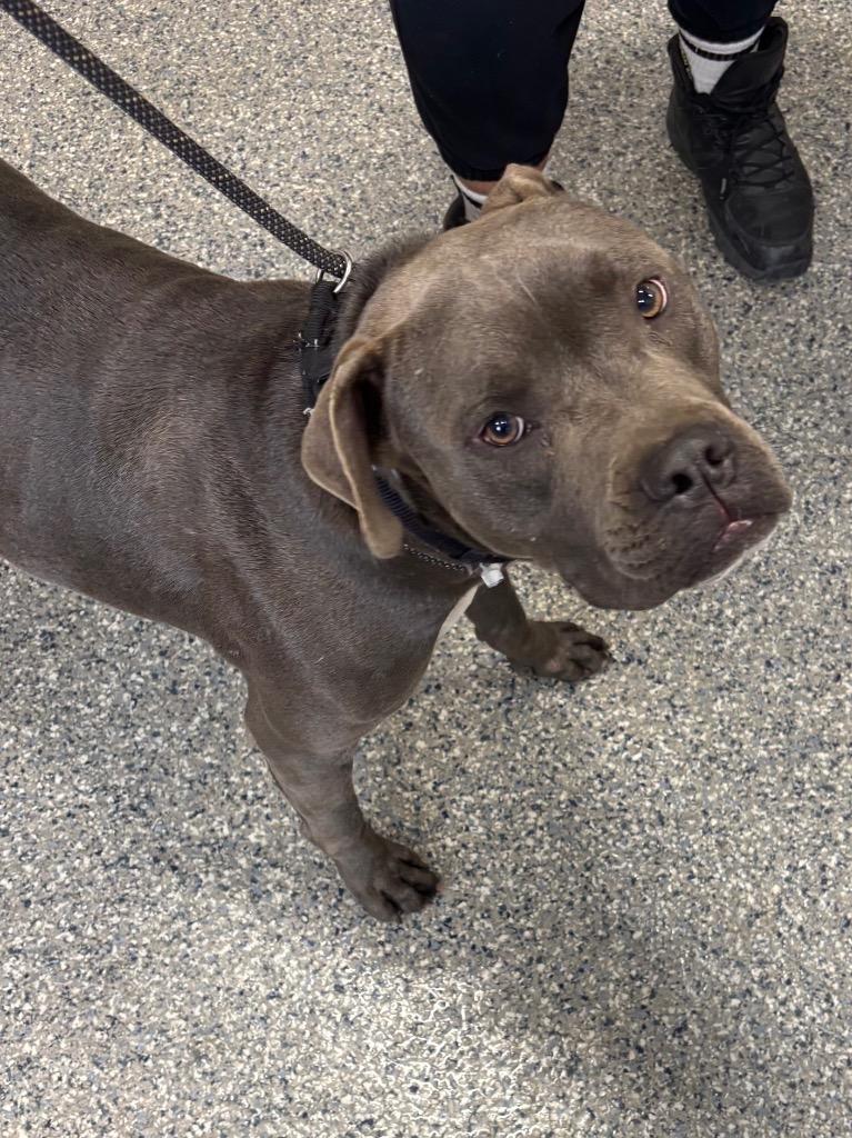 Enlarge Lotso, a Adoptable Mixed Breed in Dearborn, MI image 3/3