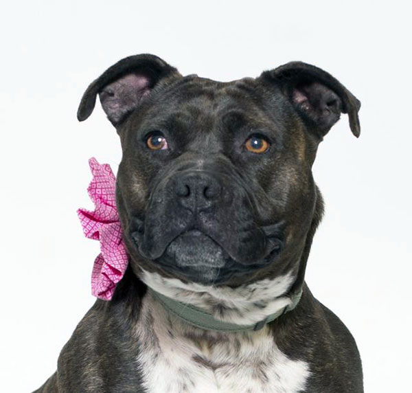 Tiana *Courtesy post. Out of town pet. See below for details*, a Adoptable Pit Bull Terrier in Eagle, ID image 1/4