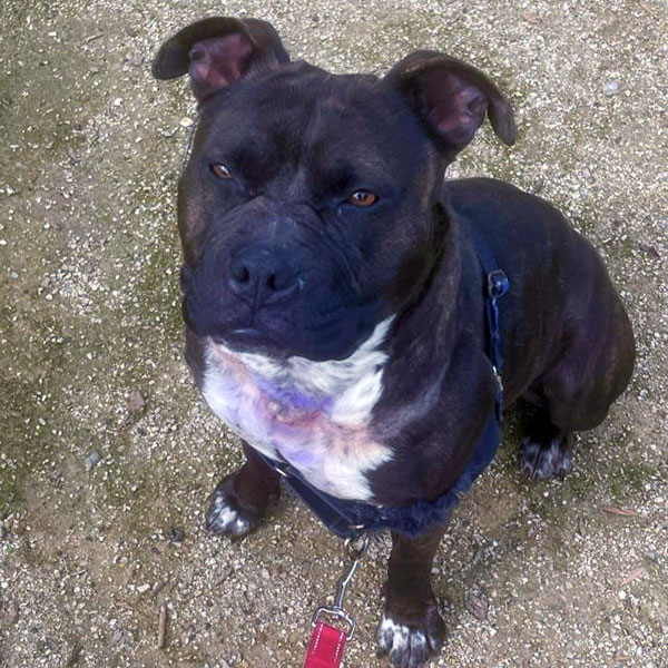 Tiana *Courtesy post. Out of town pet. See below for details*, a Adoptable Pit Bull Terrier in Eagle, ID image 2/4