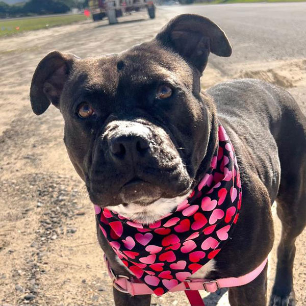 Tiana *Courtesy post. Out of town pet. See below for details*, a Adoptable Pit Bull Terrier in Eagle, ID image 3/4