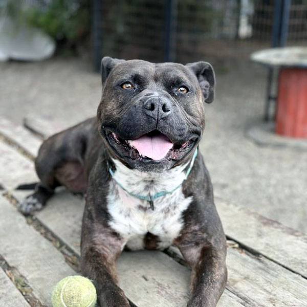 Tiana *Courtesy post. Out of town pet. See below for details*, a Adoptable Pit Bull Terrier in Eagle, ID image 4/4