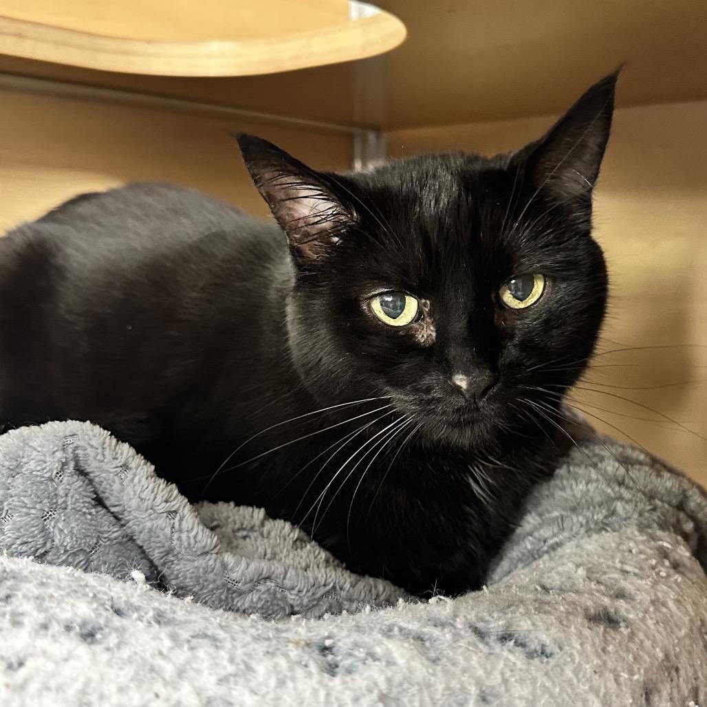 Kelly, Adoptable, Senior Female Domestic Short Hair.