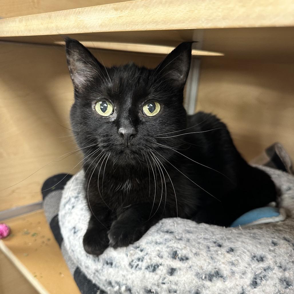 Enlarge Kelly, a Adoptable Domestic Short Hair in Brookfield, WI image 2/5