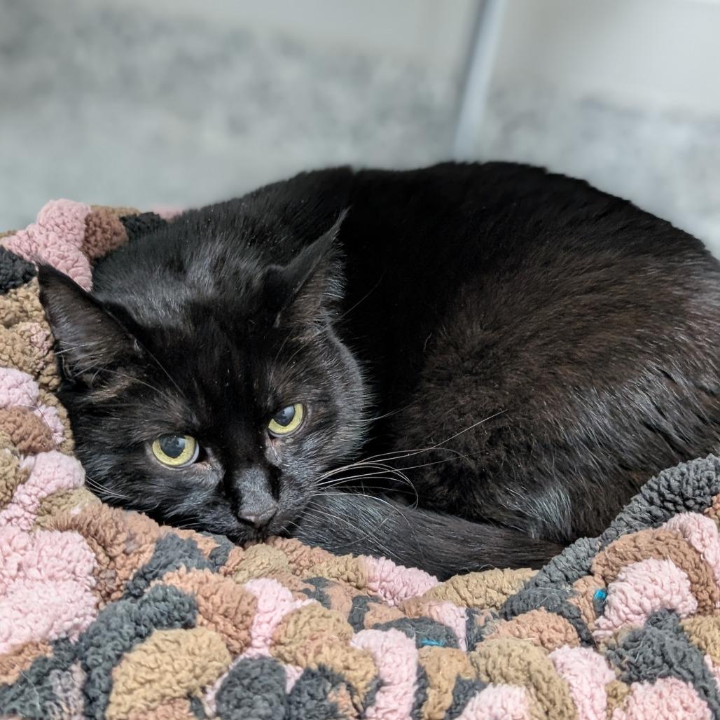 Enlarge Kelly, a Adoptable Domestic Short Hair in Brookfield, WI image 3/5