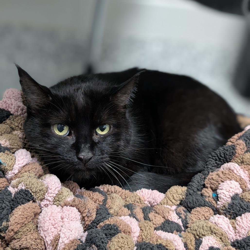 Enlarge Kelly, a Adoptable Domestic Short Hair in Brookfield, WI image 4/5