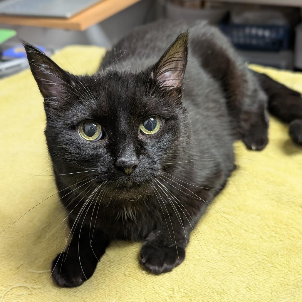 Enlarge Kelly, a Adoptable Domestic Short Hair in Brookfield, WI image 2/2
