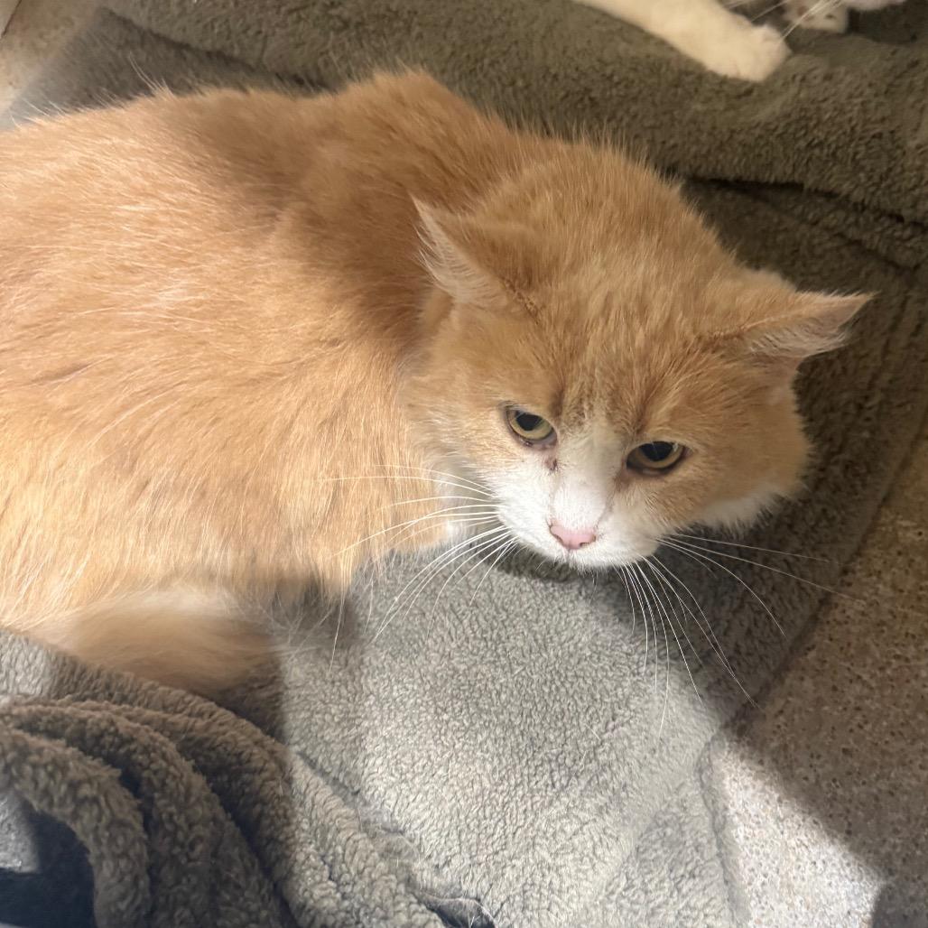 Bonnie, Adoptable, Senior Female Domestic Long Hair.