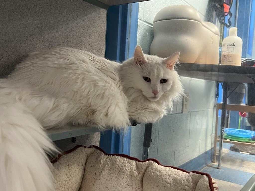 Angus, adopted, Adult Male Domestic Long Hair.