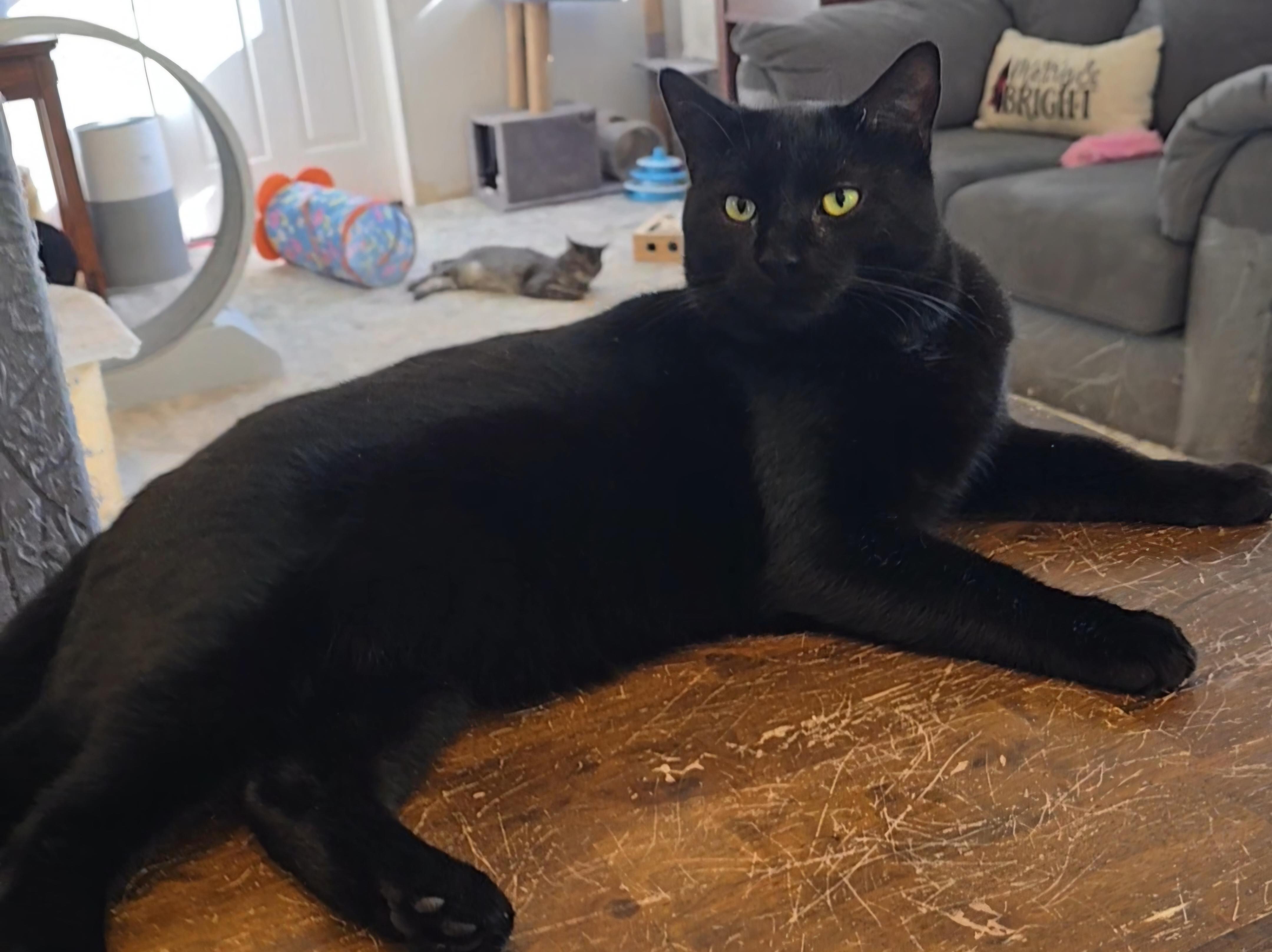 Magneto, ADOPTABLE, Adult Male Domestic Short Hair.