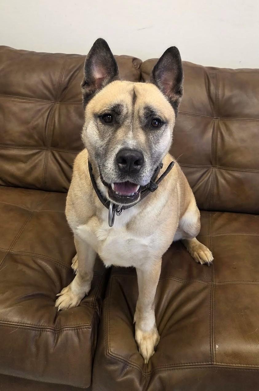 Boris, Adoptable, Adult Male Akita.