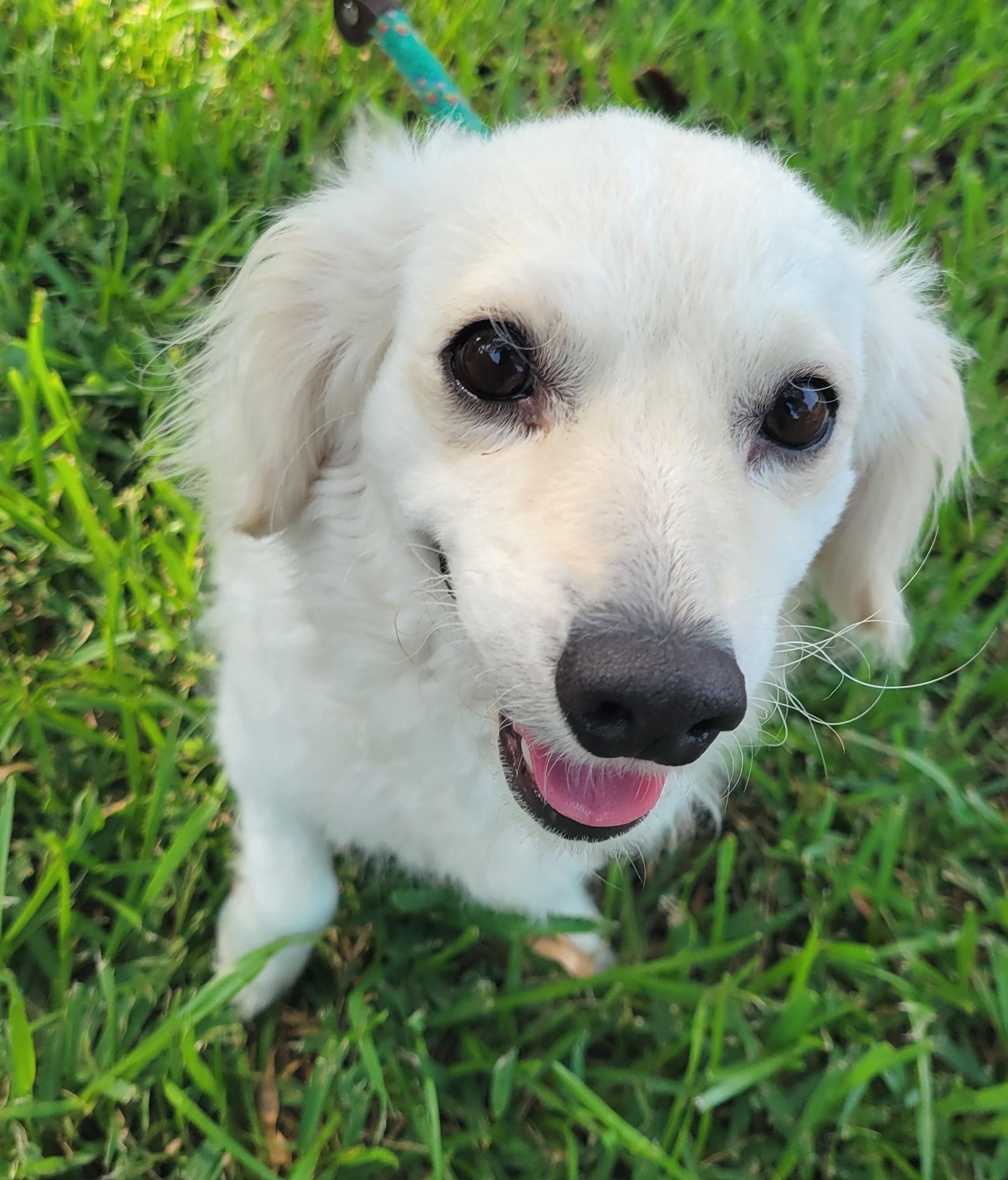 Enlarge Paloma, an adopted mixed breed in Houston, TX image 2/2