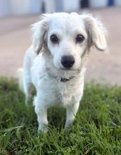 Paloma, adopted, Adult Female Dachshund (Long Haired) & Spaniel.