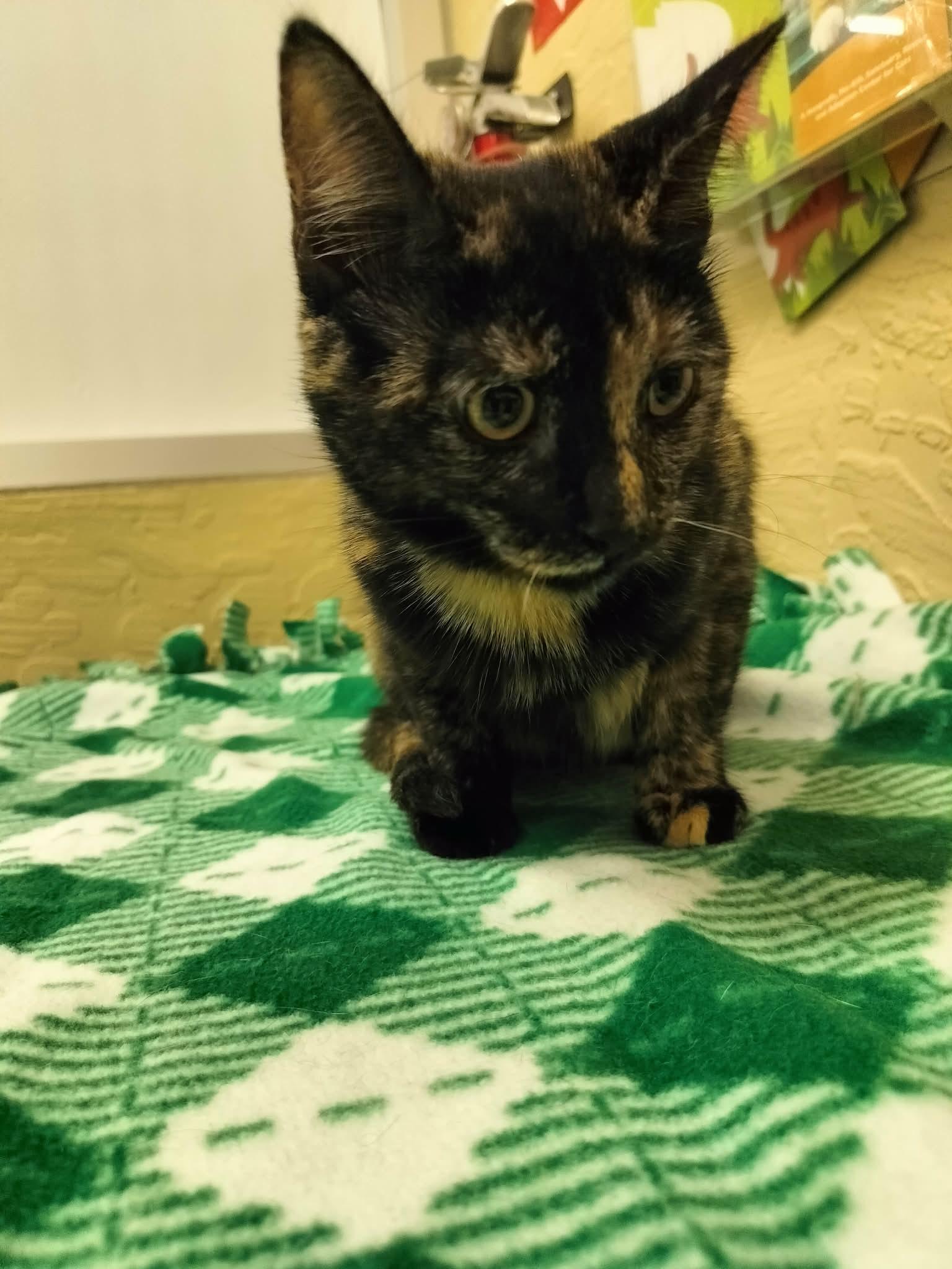 Torracat — thumbnail 2