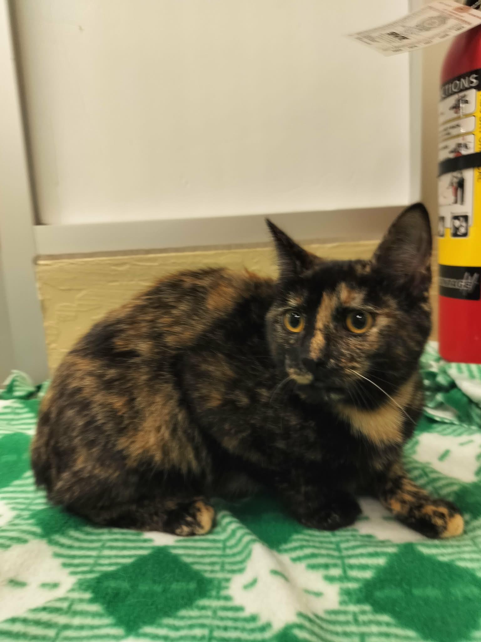 Torracat — thumbnail 4