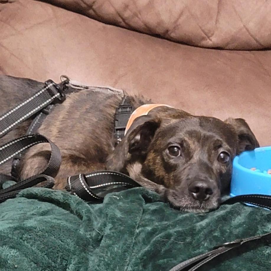 Rosemary, a Adoptable mixed breed image 1/2