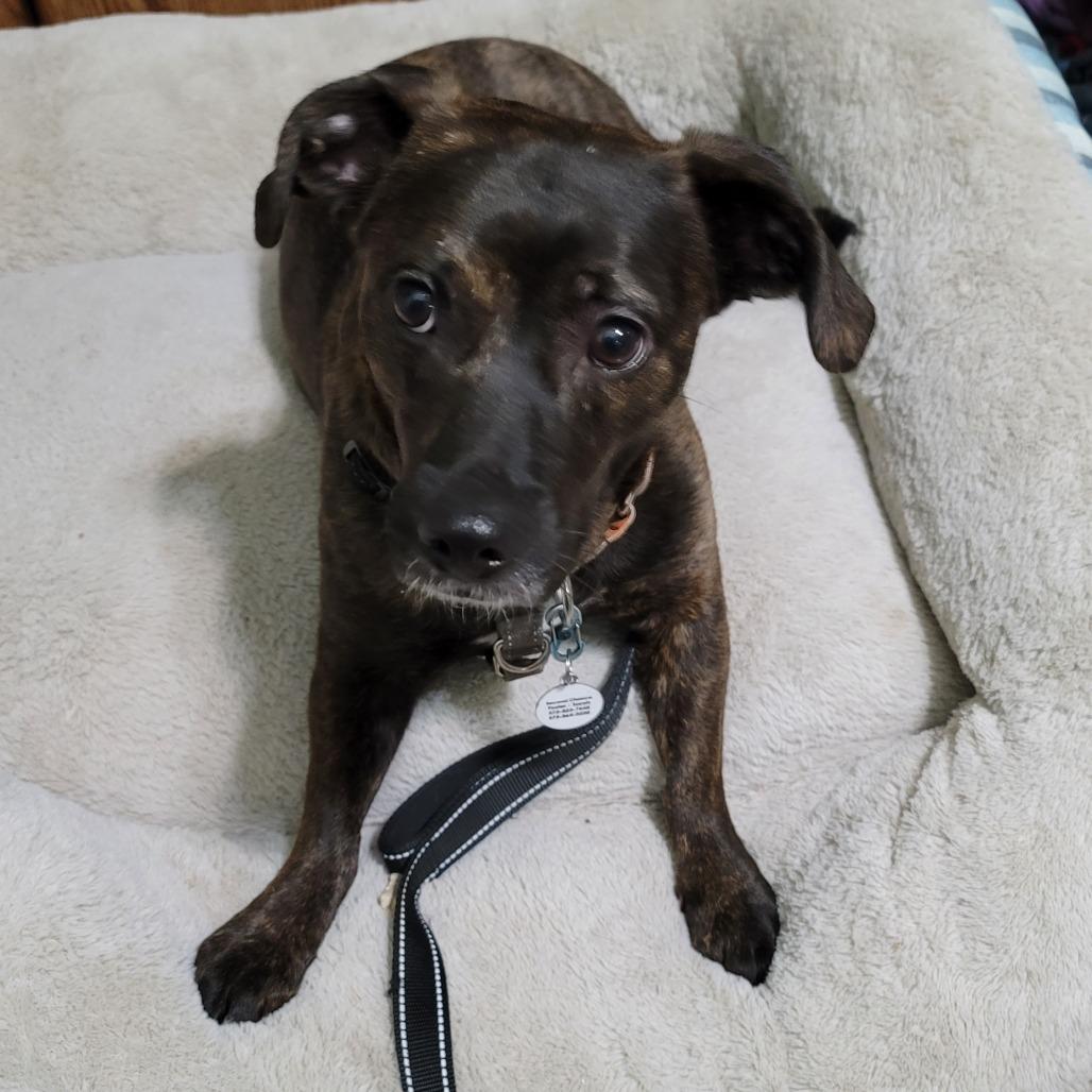 Rosemary, a Adoptable mixed breed image 2/2