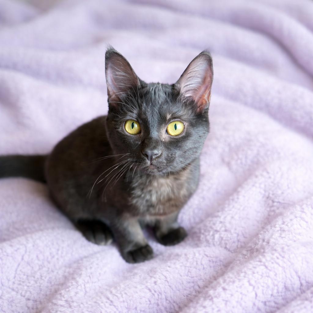 Enlarge Amira, a ADOPTABLE Domestic Short Hair in Long Beach, WA image 2/2