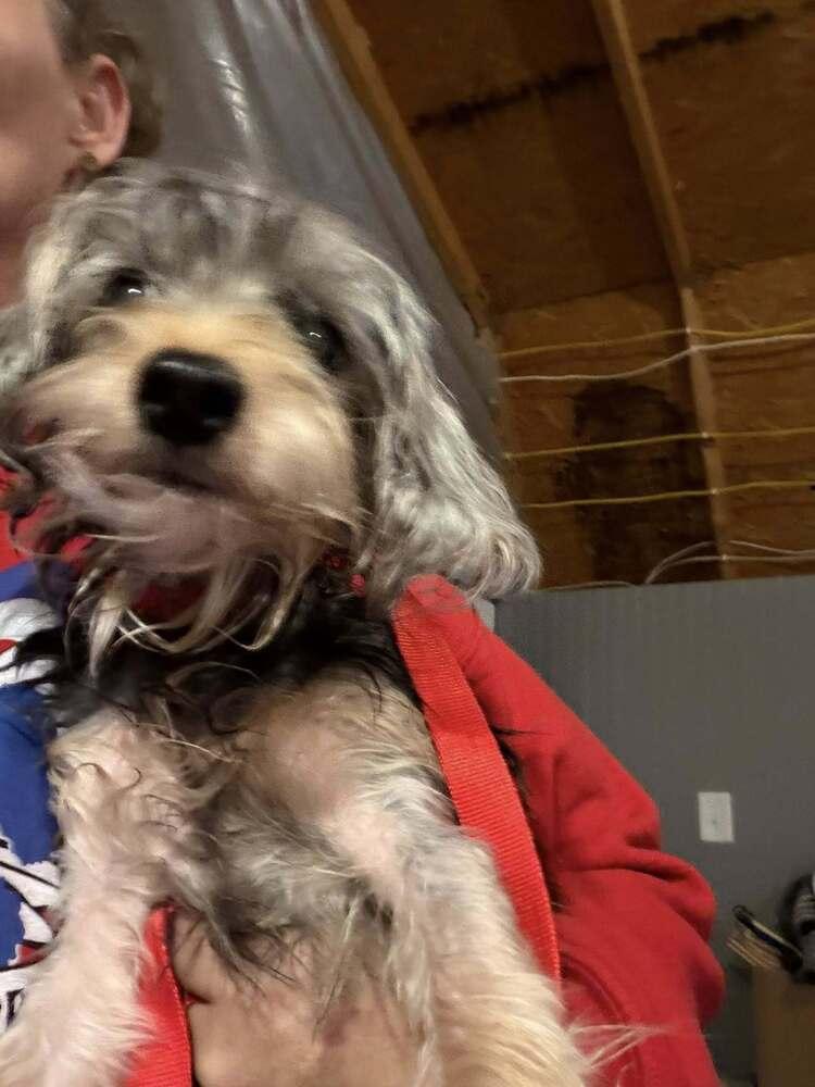 Wendy, Adoptable, Puppy Female Yorkshire Terrier & Dachshund.