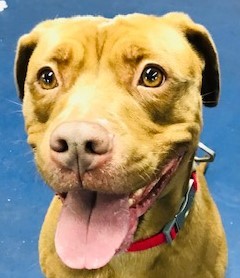 Maya, Adoptable, Adult Female Pit Bull Terrier.