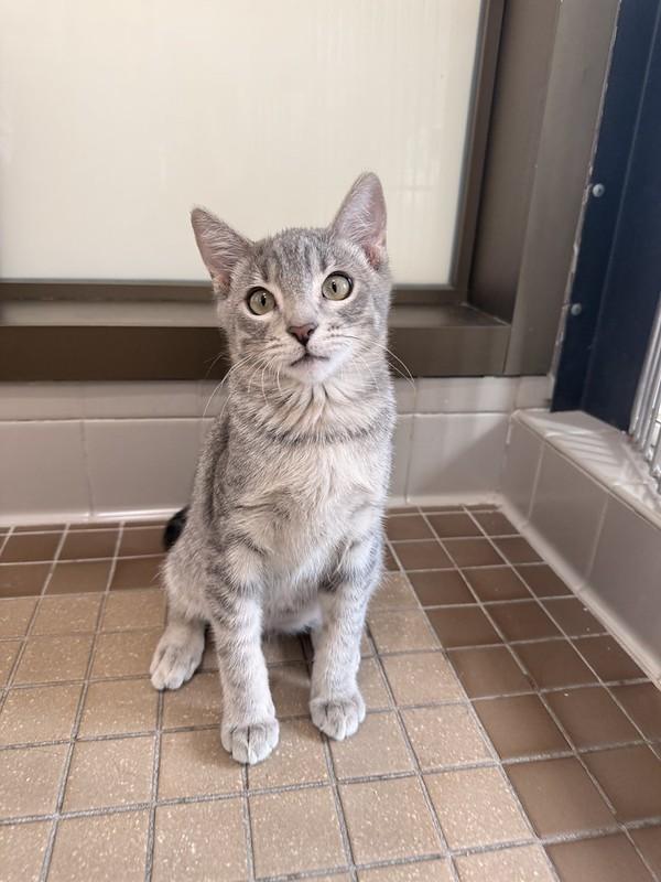 Lebron, an adopted Domestic Short Hair in Truckee, CA image 5/5