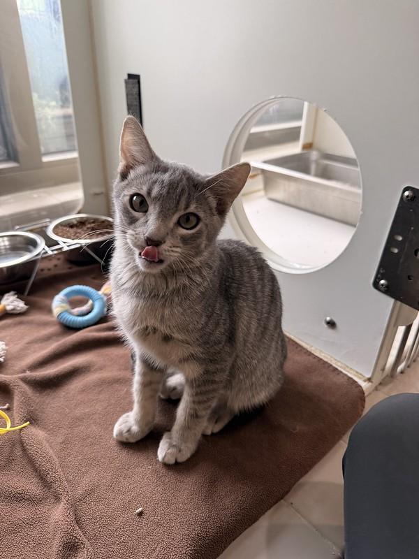 Lebron, an adopted Domestic Short Hair in Truckee, CA image 2/5