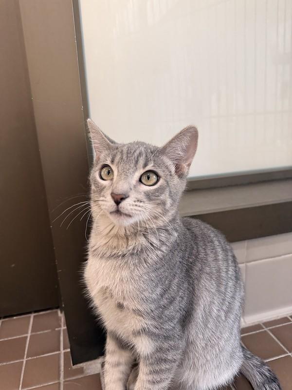 Lebron, an adopted Domestic Short Hair in Truckee, CA image 4/5