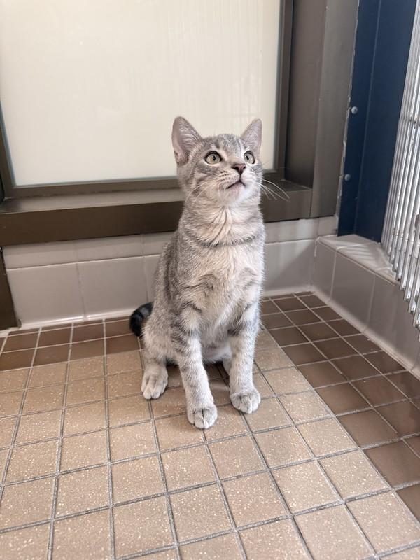 Lebron, an adopted Domestic Short Hair in Truckee, CA image 3/5
