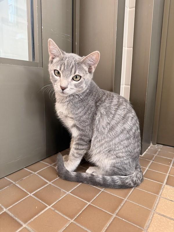 Lebron, adopted, Young Male Domestic Short Hair.