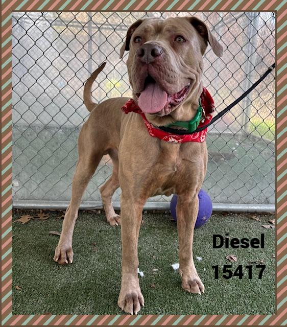 Enlarge DIESEL, a ADOPTABLE mixed breed in Marietta, GA image 1/6