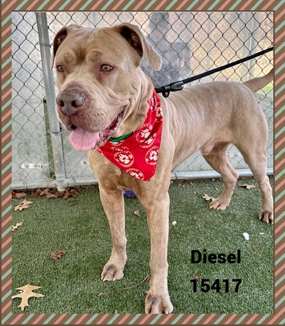Enlarge DIESEL, a ADOPTABLE mixed breed in Marietta, GA image 3/6