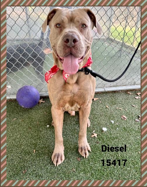 Enlarge DIESEL, a ADOPTABLE mixed breed in Marietta, GA image 4/6
