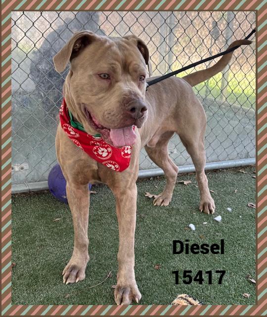 Enlarge DIESEL, a ADOPTABLE mixed breed in Marietta, GA image 5/6
