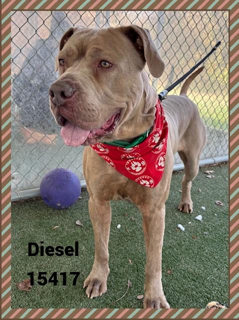 Enlarge DIESEL, a ADOPTABLE mixed breed in Marietta, GA image 6/6