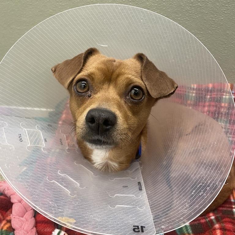 Enlarge Luke, a Adoptable mixed breed in Woodinville, WA image 1/5