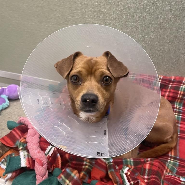 Enlarge Luke, a Adoptable mixed breed in Woodinville, WA image 2/5