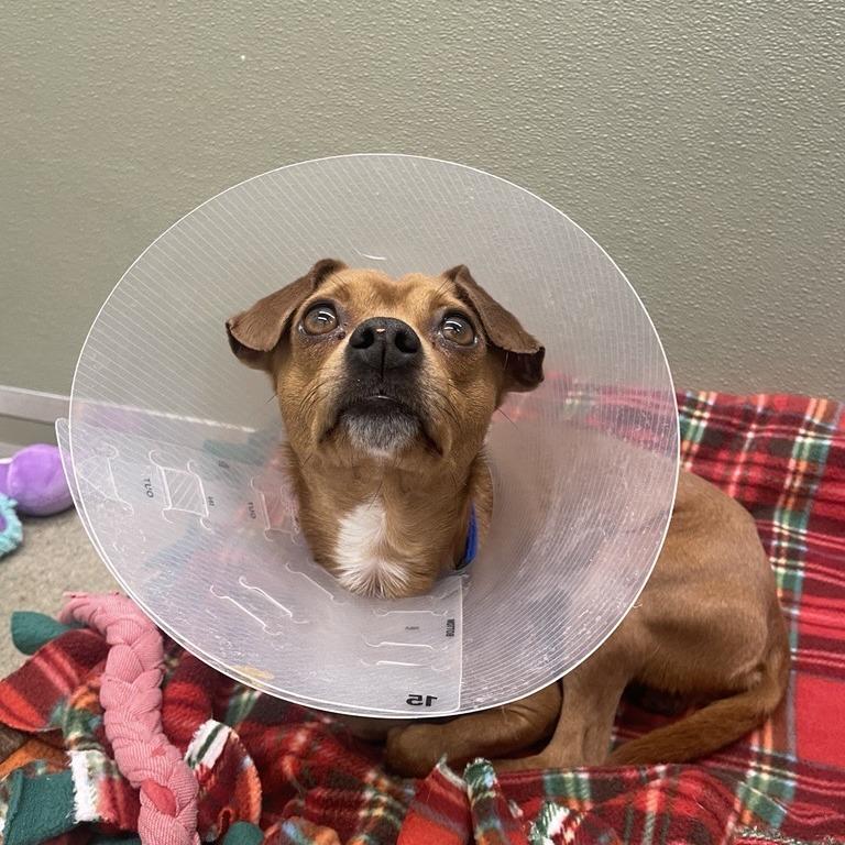 Enlarge Luke, a Adoptable mixed breed in Woodinville, WA image 3/5