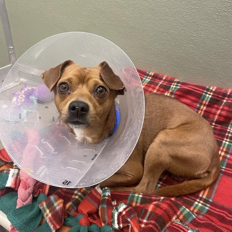 Enlarge Luke, a Adoptable mixed breed in Woodinville, WA image 4/5