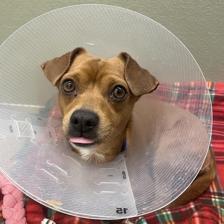 Enlarge Luke, a Adoptable mixed breed in Woodinville, WA image 5/5