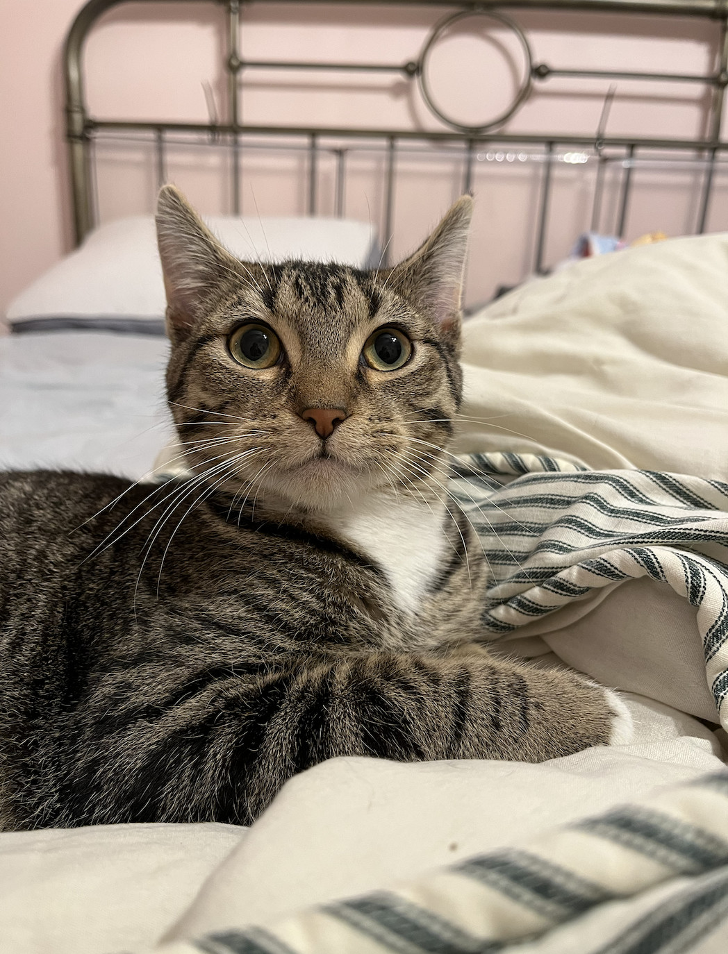 Theodore, Adopted, Kitten Male Domestic Short Hair.