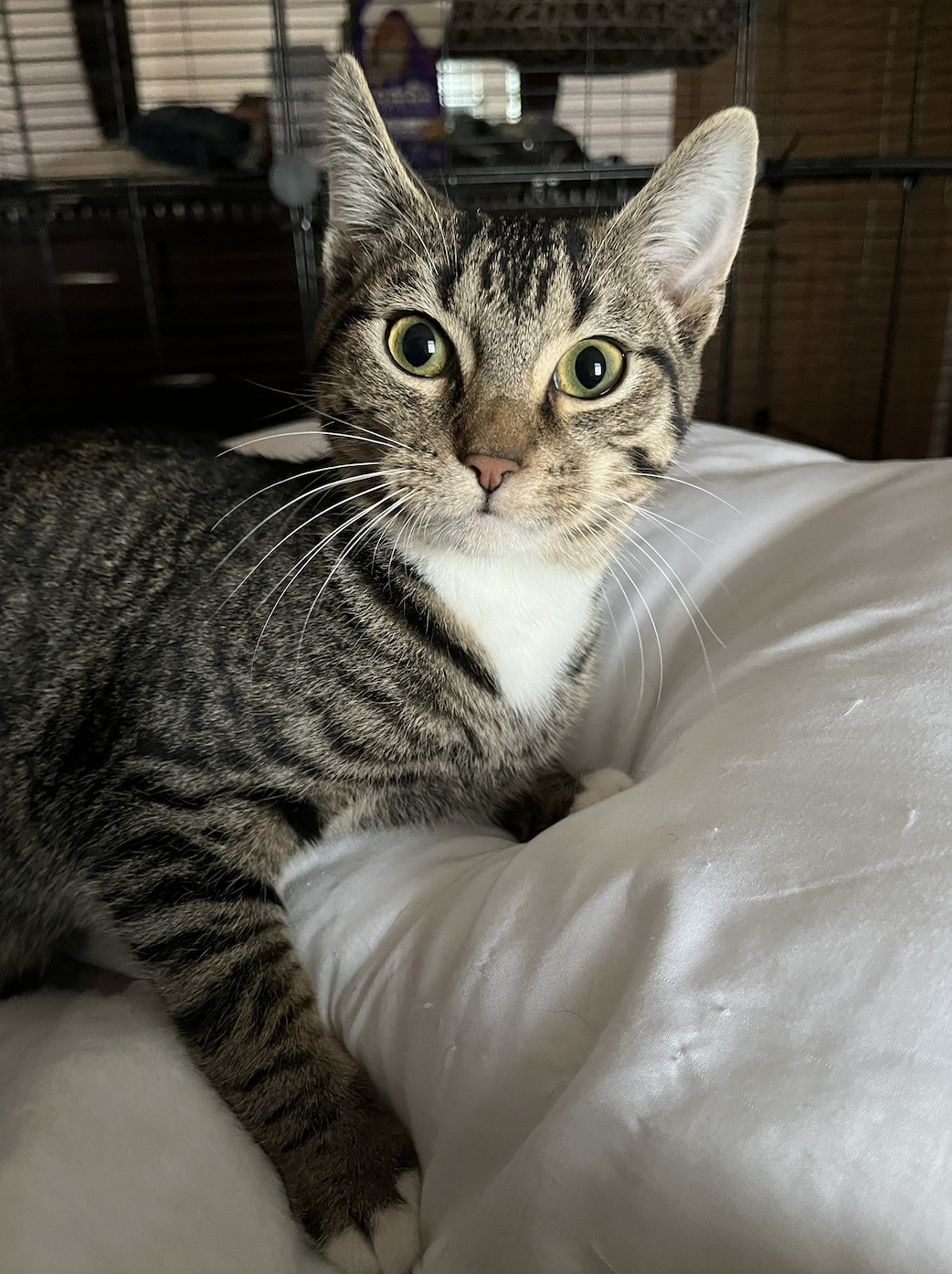 Enlarge Theodore, a Adopted Domestic Short Hair in Columbus, OH image 2/6