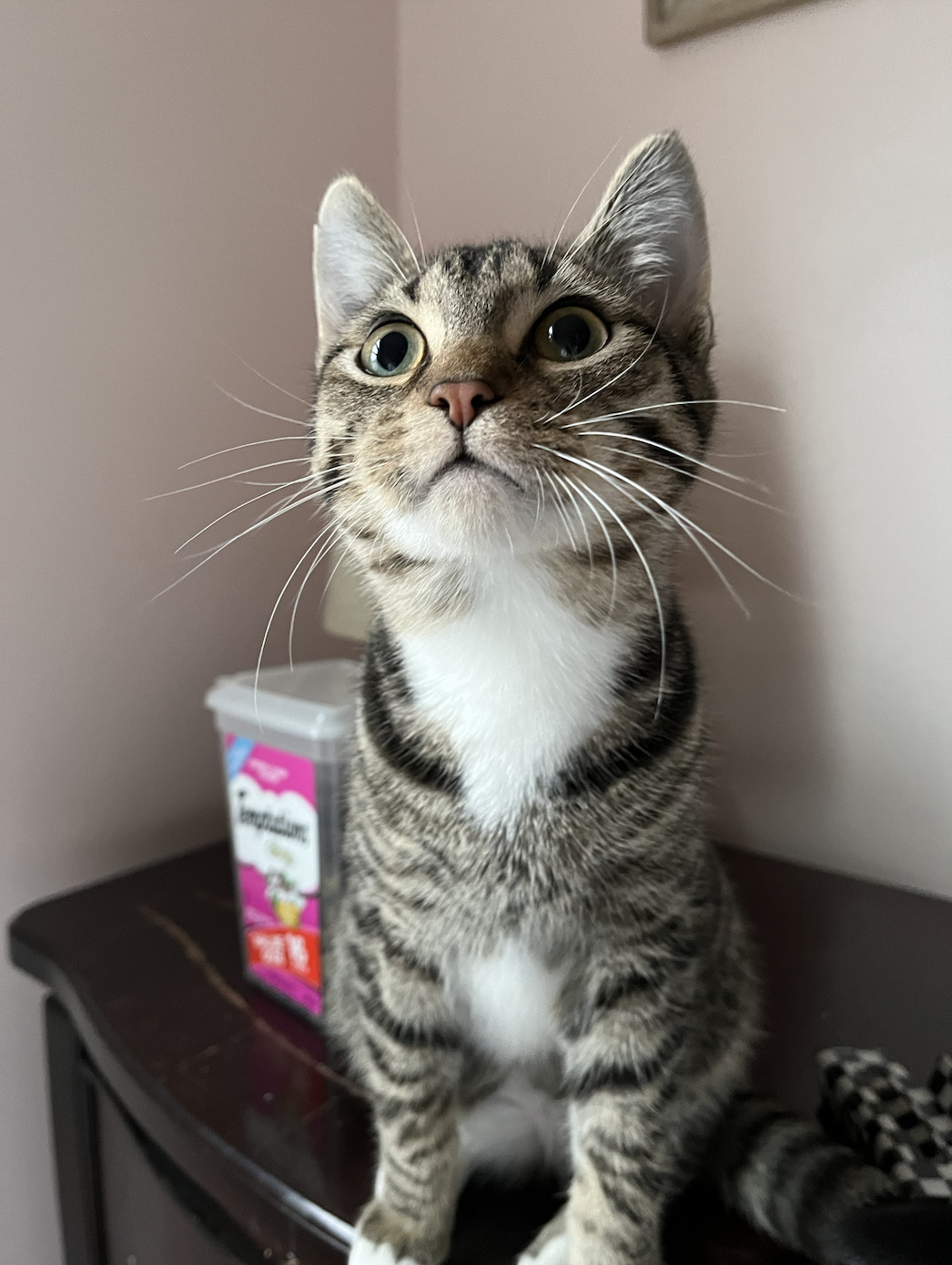 Enlarge Theodore, a Adopted Domestic Short Hair in Columbus, OH image 3/6