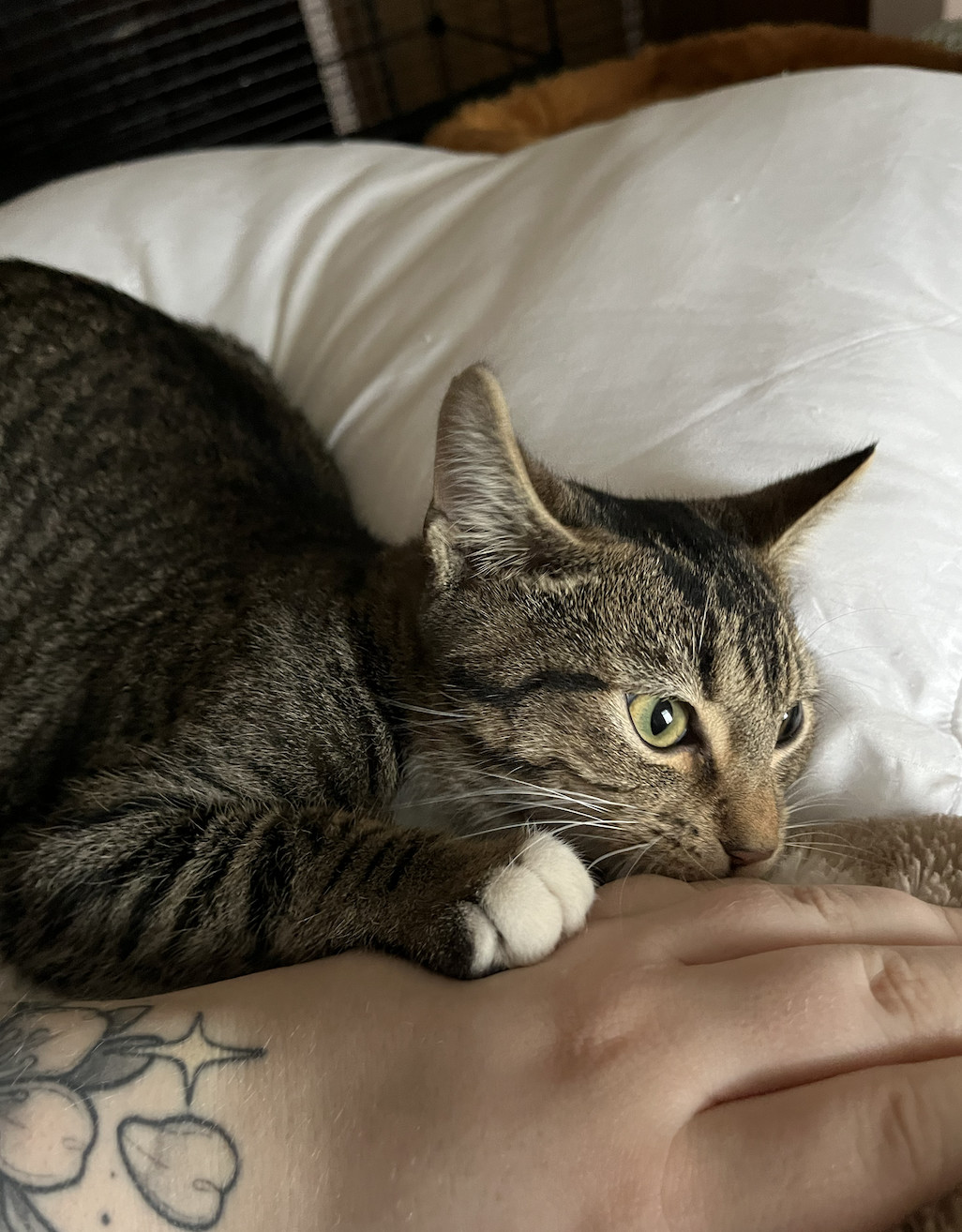 Enlarge Theodore, a Adopted Domestic Short Hair in Columbus, OH image 4/6