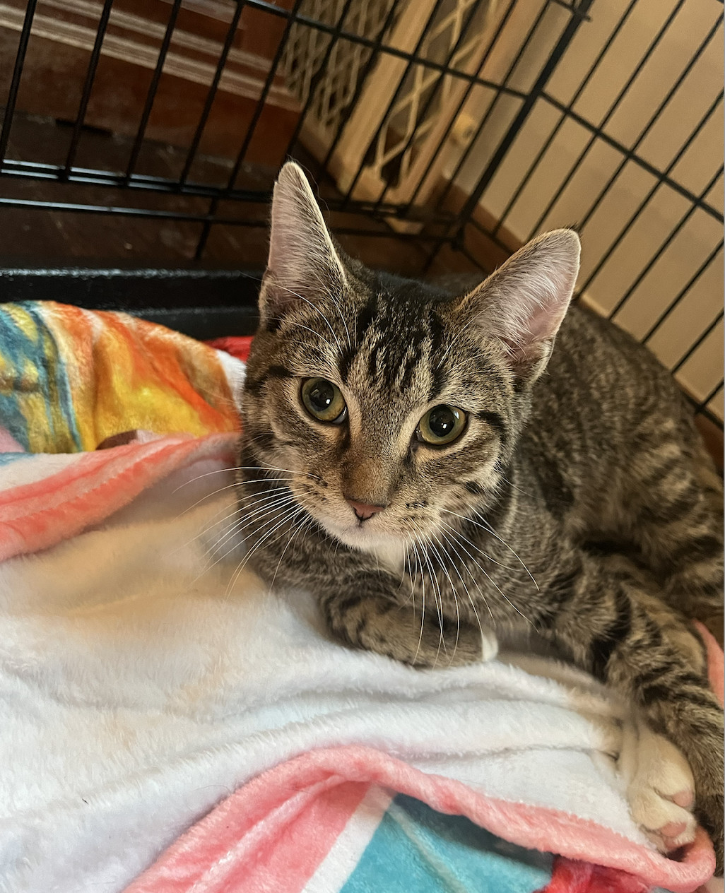 Enlarge Theodore, a Adopted Domestic Short Hair in Columbus, OH image 5/6