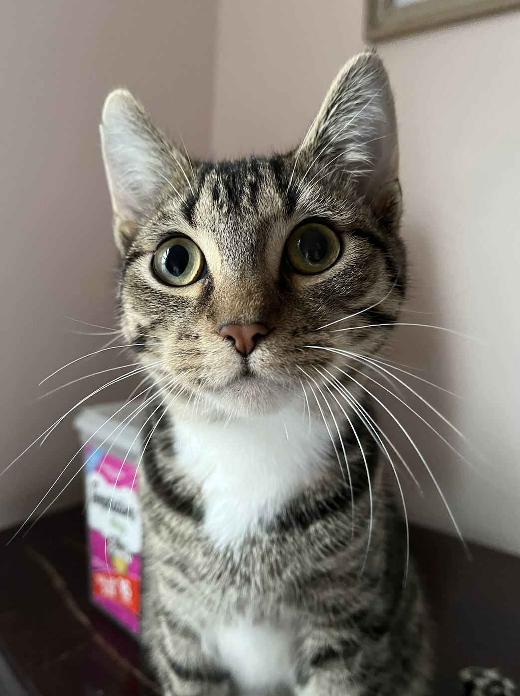 Enlarge Theodore, a Adopted Domestic Short Hair in Columbus, OH image 6/6