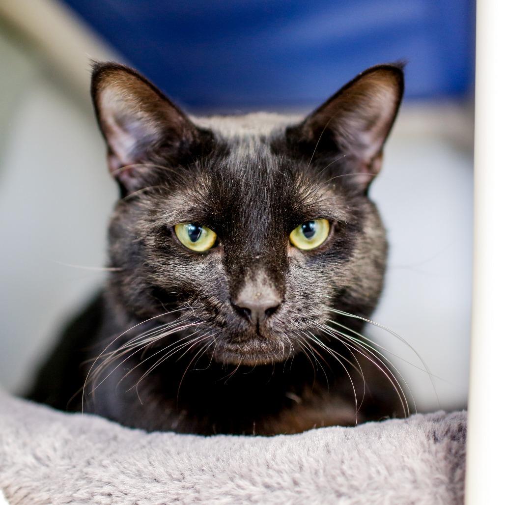 Kahlid, Adoptable, Adult Male Domestic Short Hair.