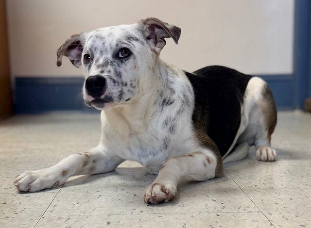 Jolly, Adoptable, Young Male Cattle Dog.