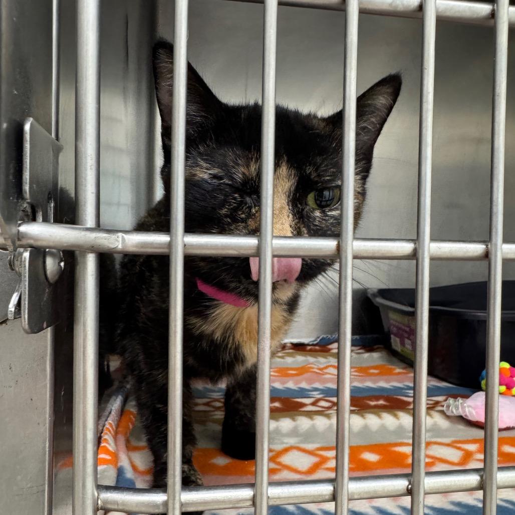 Doodle, Adoptable, Adult Female Domestic Short Hair.