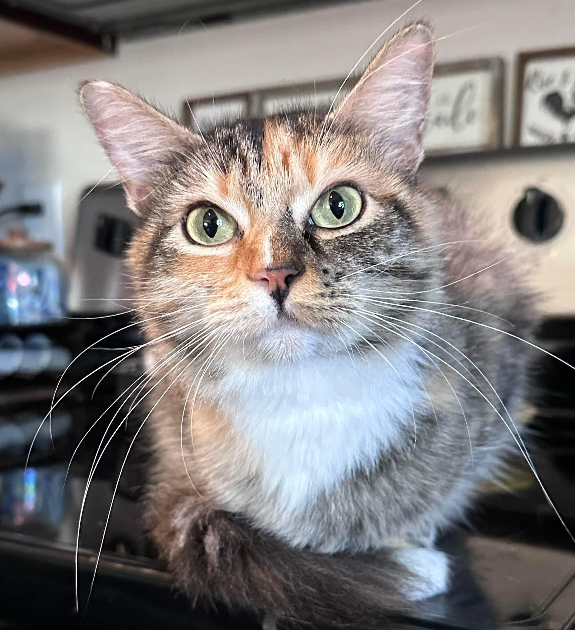 Penelope, adopted, Adult Female Domestic Medium Hair.