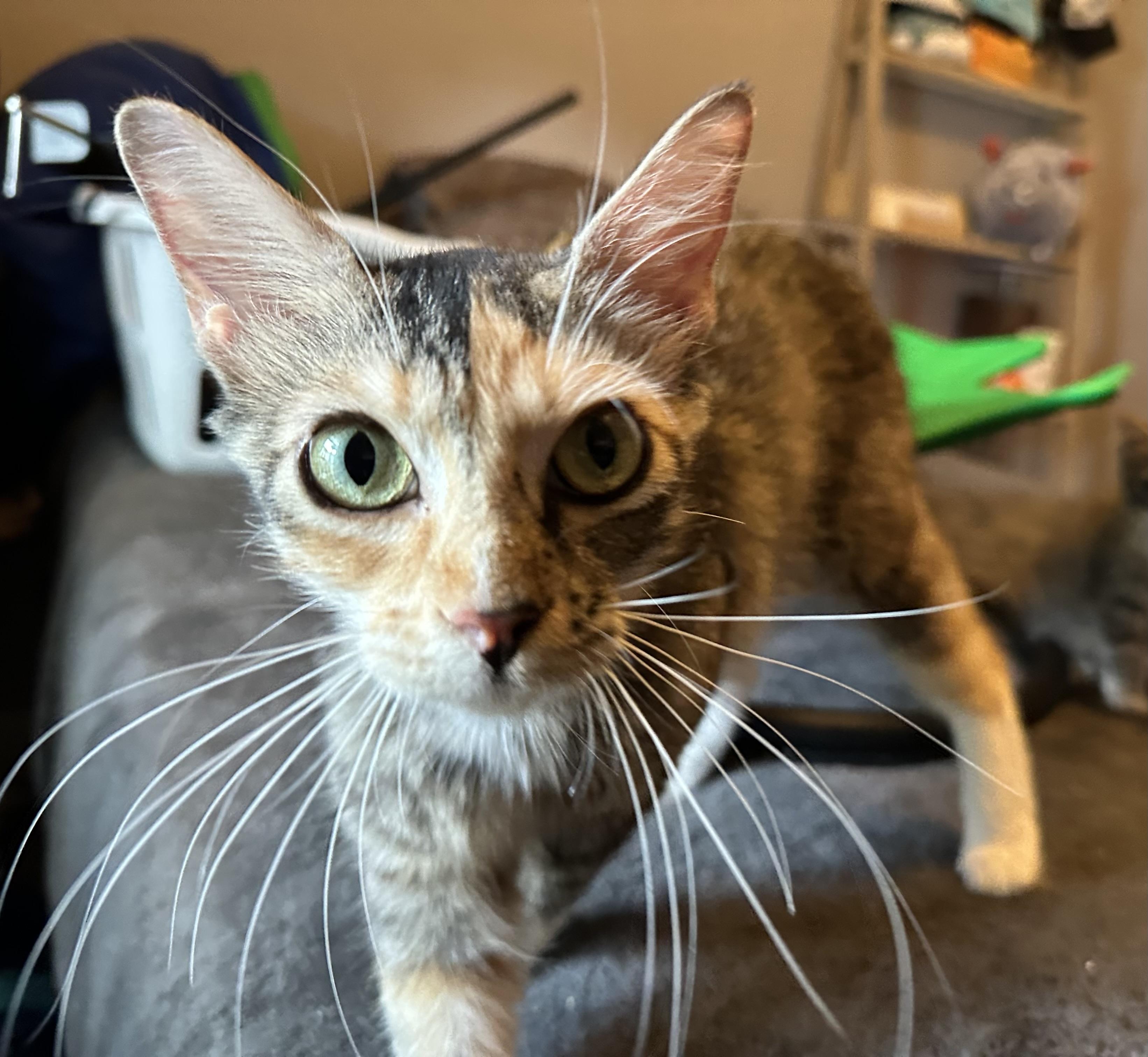 Penelope, a Adoptable Domestic Medium Hair in Spring Hill, FL image 1/2